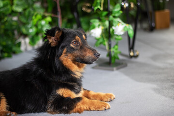 Black and brown terrier dog gazes at the camera while lying on the floor