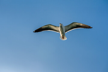 Close-up of a seagull flying on blue sky background. Animals, birds, freedom and loneliness concepts. Clipping path included