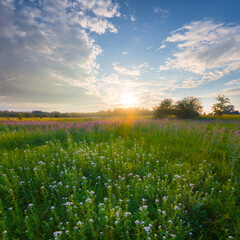 summer forest glade with flowers at the sunset, calm seasonal countryside scene