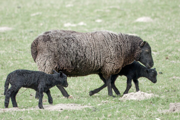 black sheep ewe with her cute black lambs - obrazy, fototapety, plakaty