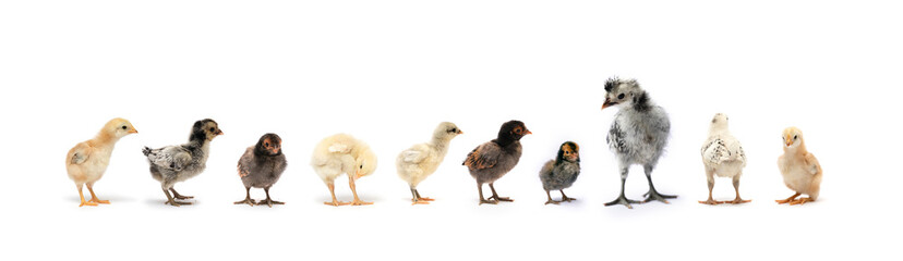 Various breeds of newborn chicken are in a row on white background in a studio.