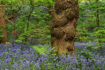 Bluebells (Hyacinthoides non-scripta) in Middleton Woods, Denton Road, Ilkley, West Yorkshire, UK