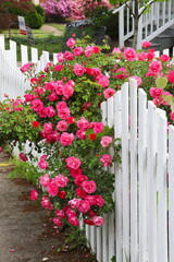 Pink Roses Hang Over White Picket Fence