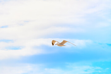 Gaviota al vuelo con unos hermosos reflejos del atardecer