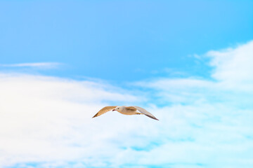 Gaviota al vuelo con unos hermosos reflejos del atardecer