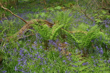 Bluebells (Hyacinthoides non-scripta) in Middleton Woods, Denton Road, Ilkley, West Yorkshire, UK