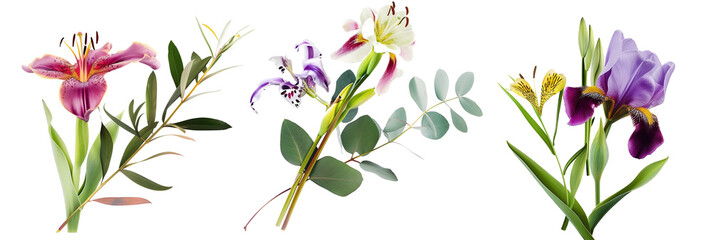 set of combinations of lilies, irises, and tulips with eucalyptus leaves and wild grasses, isolated on transparent background