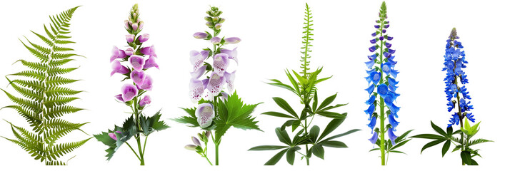 set of settings of lupines, foxgloves, and delphiniums with fern fronds and ivy, isolated on transparent background