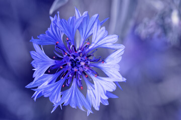 Blue bachelor button flowers, cornflower on a sunny day - obrazy, fototapety, plakaty