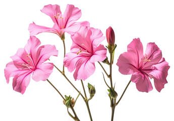 PNG Blossom flower petal plant