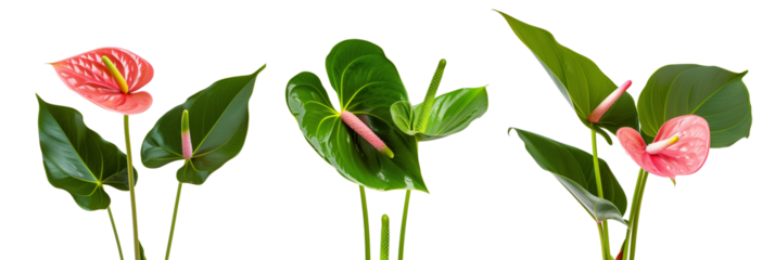set of arrangements of anthuriums with banana leaves and ti plant leaves, isolated on transparent background