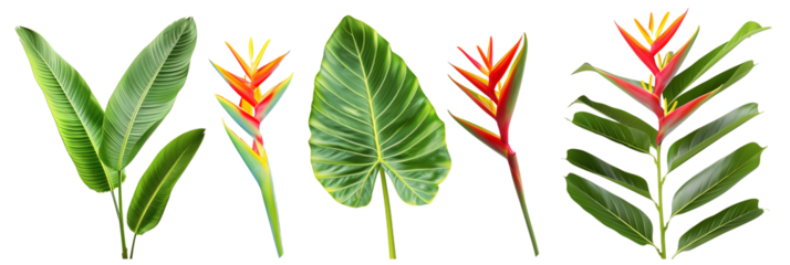 set of mixes of heliconia with palm leaves, isolated on transparent background