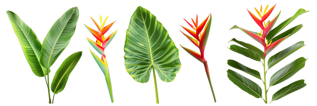 set of mixes of heliconia with palm leaves, isolated on transparent background