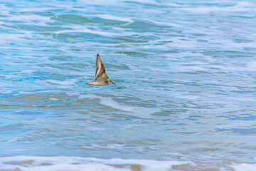 Obraz premium Calidris alba volando sobre las olas