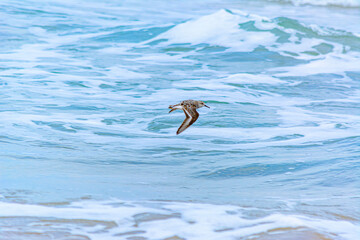 Calidris alba volando sobre las olas