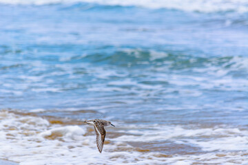 Calidris alba volando sobre las olas
