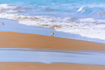 Calidris alba comiendo moluscos en  la costa
