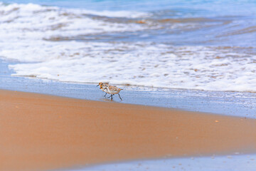 Calidris alba comiendo moluscos en  la costa