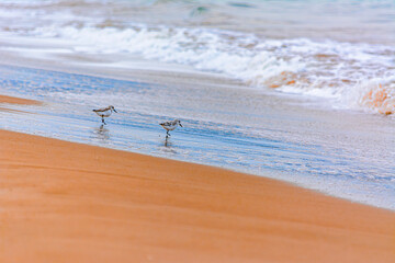 Calidris alba comiendo moluscos en  la costa