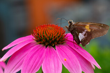 Butterfly on Cone Flower bloom, Pittsburgh, PA