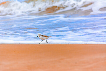 Calidris alba comiendo moluscos en  la costa
