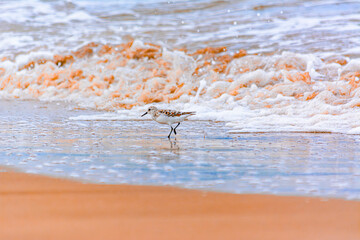 Calidris alba comiendo moluscos en  la costa