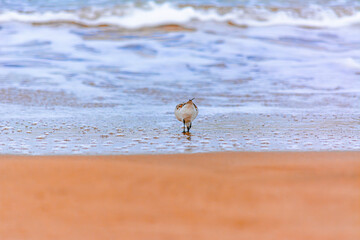Calidris alba comiendo moluscos en  la costa