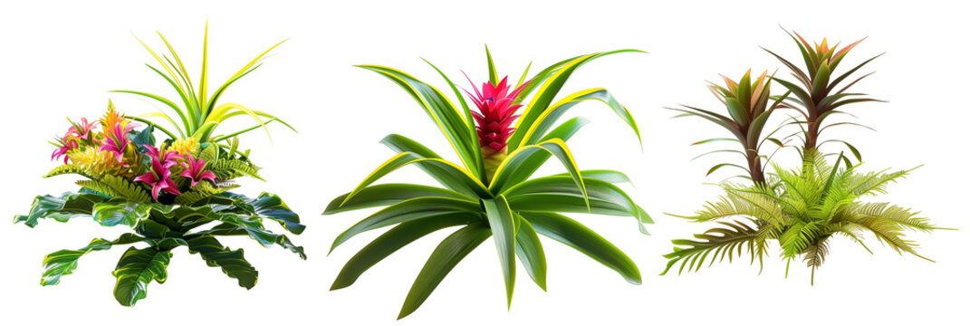 set of scenes of bromeliads with palm fronds, isolated on transparent background