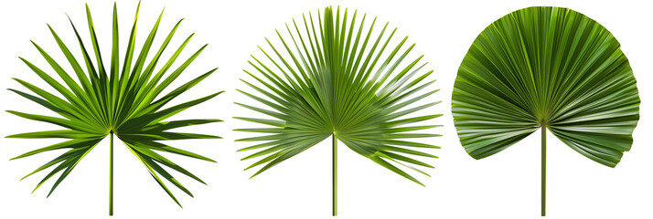 set of Fan Palm leaves with radial segments, isolated on transparent background