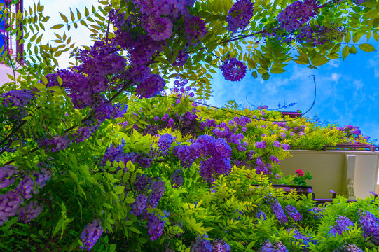 Wisteria, glicynia, rosnąca przy budynku mieszkalnym . Zwisające kwiaty Glicynii  rosnące zaraz przy budynku mieszkalnym w centrum Warszawy