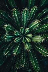 Many beautiful cacti in nature. Selective focus.