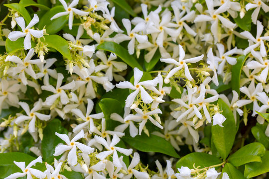 A fragrant flower; scientific name; Trachelospermum jasminoides