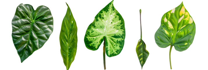 set of Syngonium leaves with arrowhead shapes, isolated on transparent background