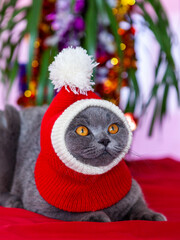 A charming British shorthair cat with vivid yellow eyes, wearing a red and white Santa hat, poised against a festive background with colorful decorations