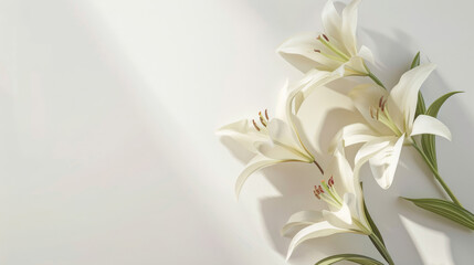 Serene composition of beautiful white lilies with delicate shadows, casting a tranquil ambiance on a subtle cream backdrop © Running opossum