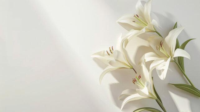 Serene composition of beautiful white lilies with delicate shadows, casting a tranquil ambiance on a subtle cream backdrop