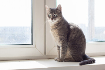 Grey Felidae carnivore with whiskers and tail sitting on window sill