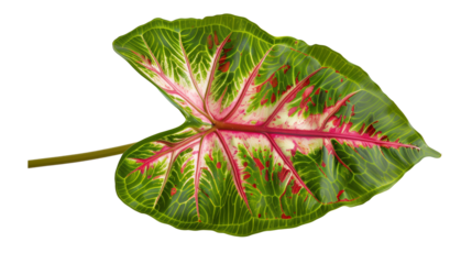 A large Caladium leaf with a striking red and green pattern, isolated on transparent background
