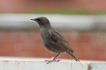 blackbird on the fence