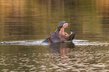 The common hippopotamus (Hippopotamus amphibius), or hippo, is a large, mostly herbivorous mammal...