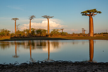 Beautiful Baobab trees at sunset at the avenue of the baobabs in Madagascar