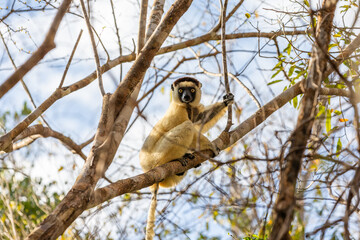 One little lemur on the branch of a tree in the rainforest Madagascar.