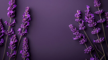 Elegant lavender sprigs aligned on a purple backdrop with space for text, perfect for spring-themed designs and aromatherapy concepts