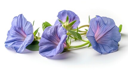 A purple flower in full bloom against a white background. The petals are delicate and have a soft, velvety texture. The flower is surrounded by a few green leaves. - Powered by Adobe