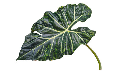 A split-leaf Alocasia with deep, wide cuts, isolated on transparent background