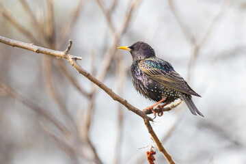 common starling (Sturnus vulgaris) in spring