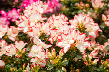 Azalea - Acelya is the name given to some plant species of the rhododendron (Rhododendron) genus of the Ericaceae family.