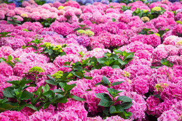 Obraz premium Hydrangea macrophylla flower in garden