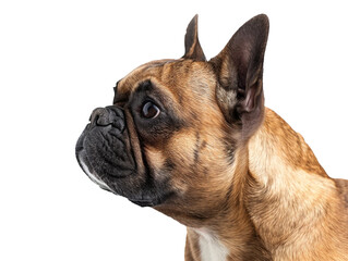 Side view of a curious French bulldog