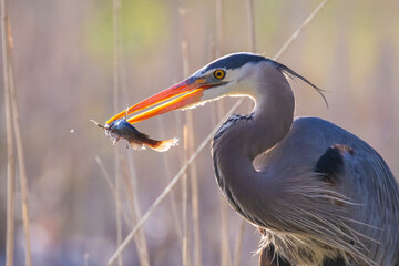  great blue heron (Ardea herodias) fishing
